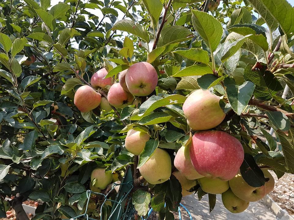 Agriturismo Al Nido Degli Aironi Sanremo Luaran gambar